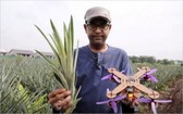 馬來西亞的研究人員成功研發出利用菠蘿葉纖維製造無人機框架的方法。（圖源：互聯網）
