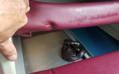 人們發現一條蛇竄進車座墊底下。（圖源：N. Sơn）