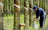一名女工在橡膠樹林裡收穫液體橡膠。（圖源：垂楊）