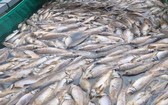 平陽省油汀縣西貢河上游一養魚網箱的死魚屍浮滿水面。（圖源：燕慶）