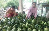 檳椥省農民收穫柚子。