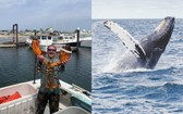 專捕龍蝦的美國漁夫派卡德說，他被吞進一隻座頭鯨的嘴裡，幸而生還。（左圖取自Provincetown Community Space臉書社團facebook.com，右圖取自Unsplash圖庫）