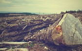 最新數據顯示，5月份亞馬遜雨林地區的森林砍伐量較去年同期猛增67%。（示意圖源：Pixabay）