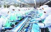 金甌省明富水產廠的出口蝦隻加工一瞥。