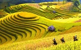越南正成為國內外遊客的選擇。