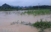 暴風雨引發洪水泛濫，淹沒農民的農作物。（圖源：越通社）