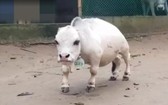 世界最小奶牛