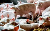 韓國非洲豬瘟中央事故處理本部8日表示，位於江原道高城郡的一家養豬場當天發現非洲豬瘟(ASF)確診病例。（圖源：EPA）
