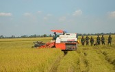 330 師戰士們協助農民收割稻穀。（圖源：寶斗）