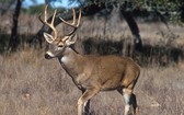 美國農業部在白尾鹿身上驗出新冠病毒。（示意圖源：維基百科）