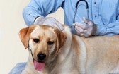 主動為家犬接踵疫苗以防控狂犬病。（示意圖源：互聯網）