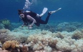 由於水溫升高，澳大利亞東岸的大堡礁珊瑚被“漂白”。（圖源：EPA）
