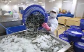 越南蝦類加工出口。（圖源：越通社）