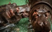 比利時Antwerp動物園兩隻河馬驗出新型冠狀病毒陽性。（圖：Antwerp動物園）