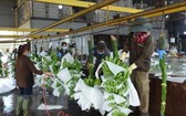 圖為巴地-頭頓省周德縣Kazuna公司出口香蕉初加工工段。（圖：越通社）