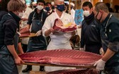 211 公斤藍鰭金槍魚拍賣成交