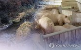 韓國和俄羅斯政府19日以視頻連線方式舉行“第十五次韓俄環境合作聯合委員會會議”，就非洲豬瘟疫情管理、大氣污染等各種環境領域合作項目進行了討論。（示意圖：韓聯社）