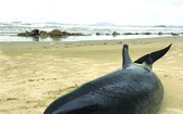 在廣義海灘發現 60 公斤鯨魚屍體