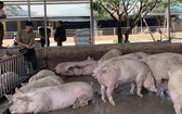 不僅在越南，全球的豬隻售價也同樣上漲，特別是在中國，每公斤高達14萬元，有的地區每公斤20萬元、30萬元，因嚴重缺乏貨源所致。（圖源：互聯網） 