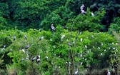 薄寮鳥類保護區的森林。圖源：互聯網