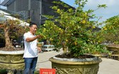同塔花農 10 棵梅花獲世界紀錄