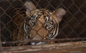 動物園收養從民戶沒收 8 隻老虎