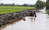 九龍江平原海水入侵最為嚴重。