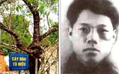 革命英雄蘇顥烈士在山羅監獄種下的桃樹。