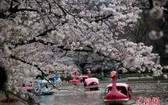東京櫻花開放較往年平均早４天