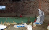 崑嵩省發現 H5N1 禽流感疫區 