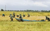 部隊協助農民收割稻米