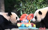 美國家動物園慶祝大熊貓抵美50週年