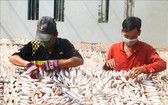鵝貢東縣環廊鎮的乾魚、魚醬手藝村正在曬乾魚類。