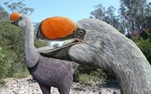 人類偷蛋造成遠古澳洲巨鳥滅絕
