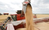 烏克蘭的小麥收割。