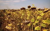 在羅馬尼亞一片向日葵因乾旱缺水而乾枯。