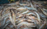 泰國批准進口活蝦