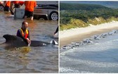 澳洲海灘 230 頭鯨擱淺僅 35 頭存活