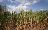 這是8月18日在法國巴黎西北約30公里處的皮伊塞-蓬圖瓦茲拍攝的受旱情影響的玉米田。（圖：新華社）