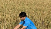 Vụ mùa Hè Thu 2021 ở ĐBSCL đạt năng suất cao nhờ áp dụng mô hình Canh tác lúa thông minh.