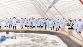Nuôi tôm sạch trong nhà kính của Tập đoàn Việt Úc