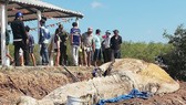 Phát hiện cá ông hàng chục tấn chết trôi dạt vào bờ biển Bạc Liêu