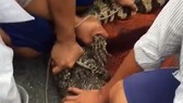 Người dân bắt con cá sấu bò trước sân nhà ông Nguyễn Văn Chuẩn