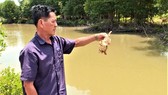 Cua biển nuôi của người dân bị chết
