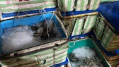 Cà Mau: Phát hiện xe tải vận chuyển hơn 1,3 tấn tôm nguyên liệu chứa tạp chất