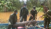 Quả bom được đơn vị công binh xử lý. Ảnh: MINH THẬT
