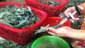 Xử hình sự nếu đưa tạp chất vào tôm