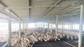 Common eider salvation for Mekong delta farmers in climate change