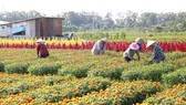 Binh Duong develops its rural town into waterway tourism urban