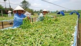 Vietnam cooperates with South Korea to develop herbal potential